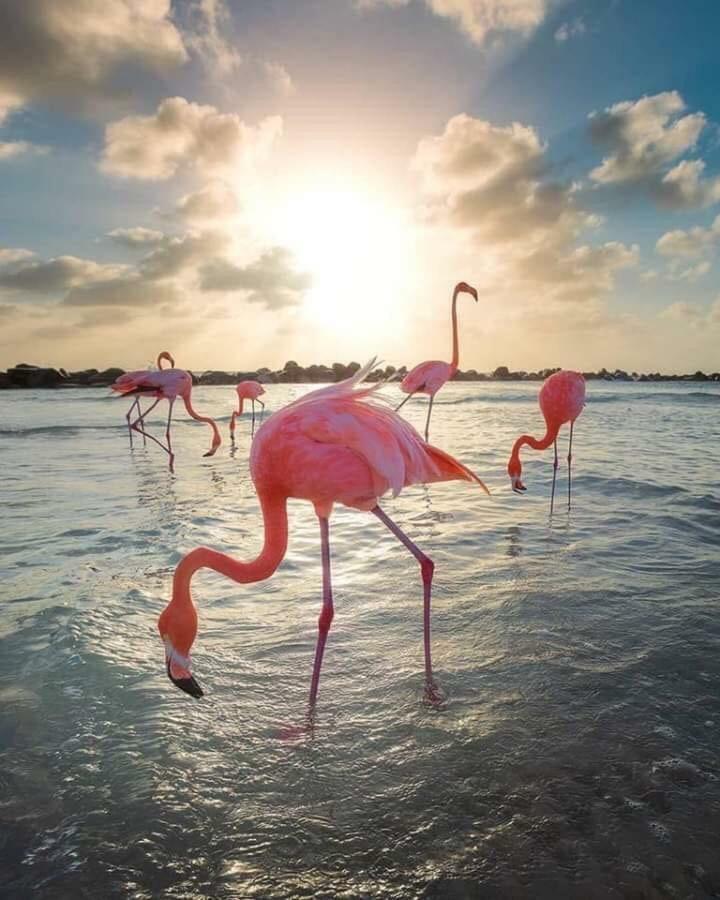 Arenales Beach アレナレス・デル・ソル エクステリア 写真